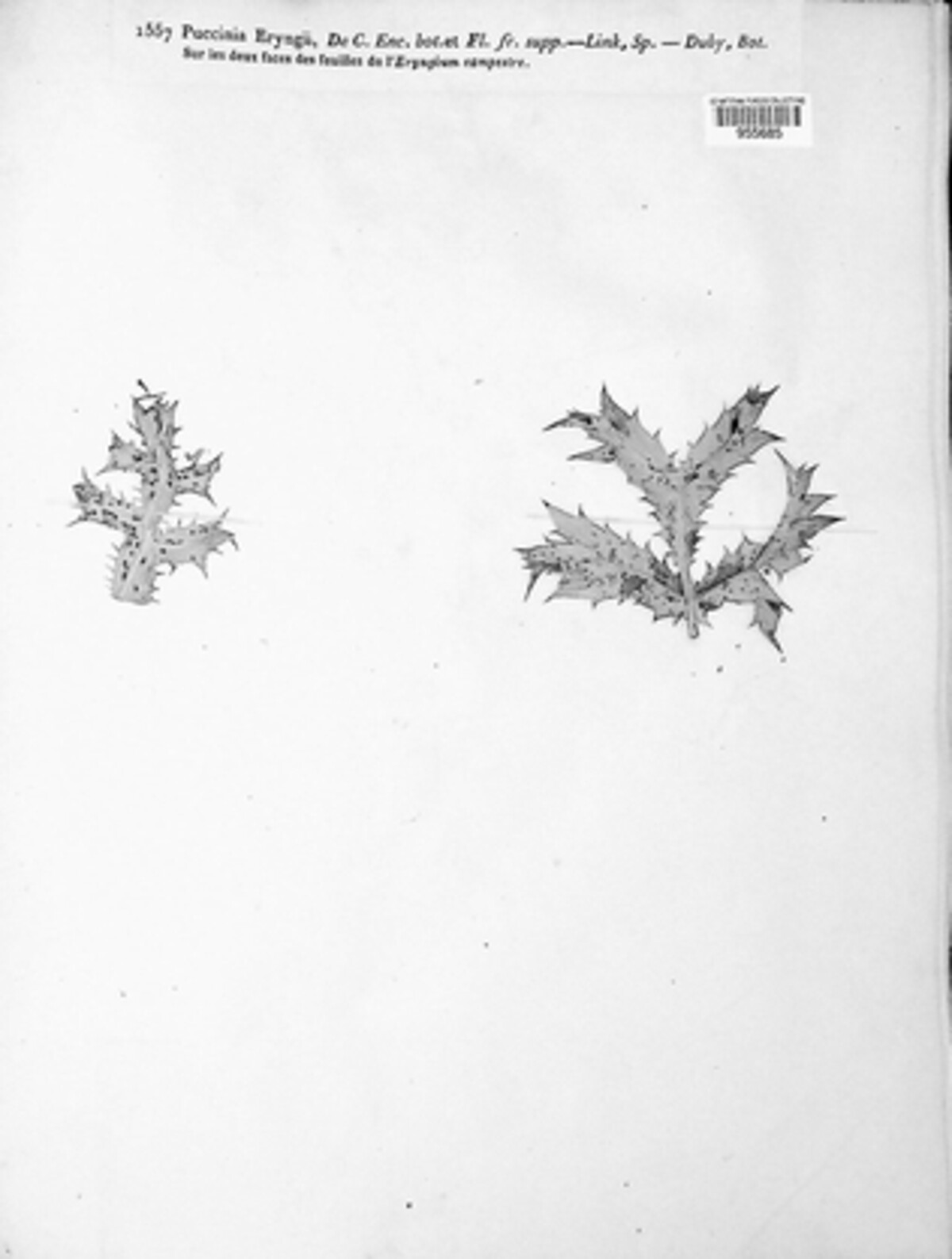 Puccinia eryngii image